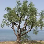 Meli Seaside