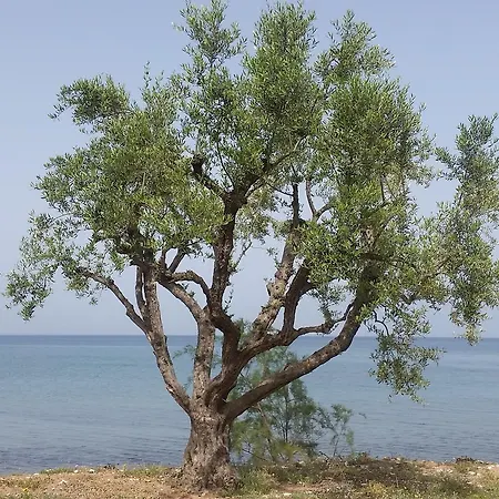 Meli Seaside