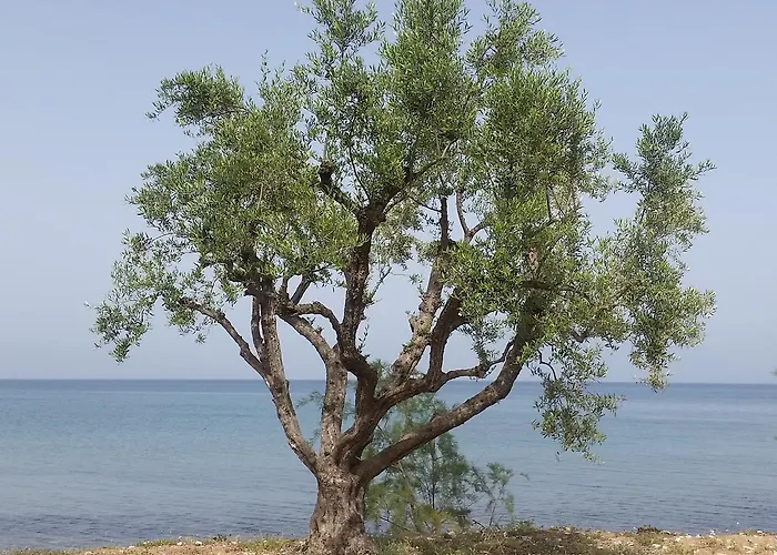 Meli Seaside